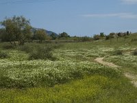 E, Girona, Castello d Empuries, Estany de Vilaut 19, Saxifraga-Jan van der Straaten