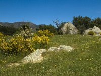 E, Girona, Castello d Empuries, Estany de Vilaut 2, Saxifraga-Jan van der Straaten