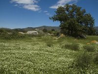 E, Girona, Castello d Empuries, Estany de Vilaut 20, Saxifraga-Jan van der Straaten