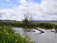 E, Granada, El Padul, Laguna de Padul 1, Saxifraga-Theo Verstrael