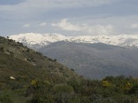 E, Granada, Orgiva, Sierra de Lujar 1, Saxifraga-Jan van der Straaten