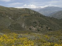 E, Granada, Orgiva, Sierra de Lujar, Olias 7, Saxifraga-Willem van Kruijsbergen