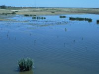 E, Huelva, Almonte, La Rocina 3, Saxifraga-Jan van der Straaten