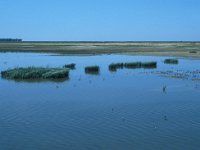 E, Huelva, Almonte, La Rocina 4, Saxifraga-Jan van der Straaten