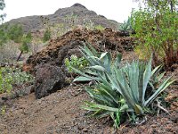 E, Las Palmas, Agaete, Valle de Agaete 10, Saxifraga-Tom Heijnen