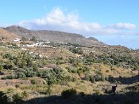 E, Las Palmas, San Bartolome de Tirajana, near San Bartolome de Tirajana village 7, Saxifraga-Tom Heijnen