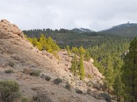 E, Las Palmas, Tejeda, near Roque Nublo 4, Saxifraga-Tom Heijnen