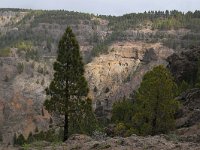 E, Las Palmas, Tejeda, near Roque Nublo 6, Saxifraga-Tom Heijnen