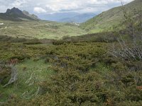 E, Leon, Boca de Huergano, Puerto de San Glorio 10, Saxifraga-Willem van Kruijsbergen