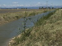 E, Tarragona, Deltebre, Canal Vell 17, Saxifraga-Marijke Verhagen