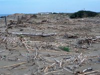 E, Tarragona, Deltebre, El Fangar 47, Saxifraga-Jan van der Straaten