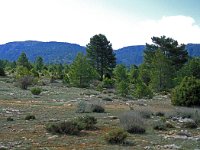 E, Teruel, Camarena de la Sierra, Javalambre 8, Saxifraga-Jan van der Straaten