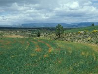 E, Teruel, La Puebla de Valverde 4, Saxifraga-Jan van der Straaten