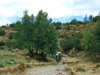 E, Teruel, Valbona, Rambla de Cubillo 1, Saxifraga-Jan van der Straaten (2)