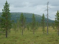 S, Dalarna, Sarna, National Park Fulufjallet 17, Saxifraga-Willem van Kruijsbergen