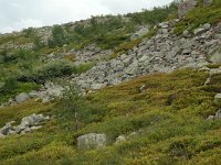 S, Dalarna, Sarna, National Park Fulufjallet 5, Saxifraga-Willem van Kruijsbergen