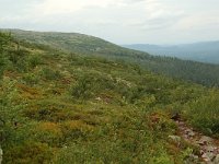 S, Dalarna, Sarna, National Park Fulufjallet 6, Saxifraga-Willem van Kruijsbergen