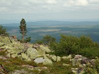 S, Dalarna, Sarna, National Park Fulufjallet, Buntsandstein 3, Saxifraga-Willem van Kruijsbergen