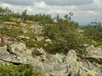 S, Dalarna, Sarna, National Park Fulufjallet, Buntsandstein 6, Saxifraga-Willem van Kruijsbergen