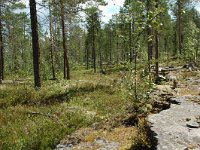 S, Jamtlands lan, Harjedalen 11, Saxifraga-Willem van Kruijsbergen