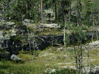 S, Jamtlands lan, Harjedalen 13, Saxifraga-Willem van Kruijsbergen