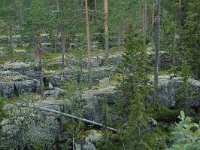 S, Jamtlands lan, Harjedalen 15, Saxifraga-Willem van Kruijsbergen