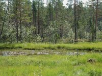 S, Jamtlands lan, Harjedalen 21, Saxifraga-Willem van Kruijsbergen