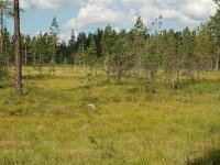 S, Jamtlands lan, Harjedalen 23, Saxifraga-Willem van Kruijsbergen