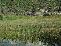 S, Jamtlands lan, Harjedalen 24, Saxifraga-Willem van Kruijsbergen