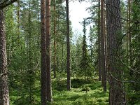 S, Jamtlands lan, Harjedalen 3, Saxifraga-Willem van Kruijsbergen