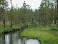 S, Jamtlands lan, Harjedalen 5, Saxifraga-Willem van Kruijsbergen