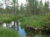 S, Jamtlands lan, Harjedalen 6, Saxifraga-Willem van Kruijsbergen