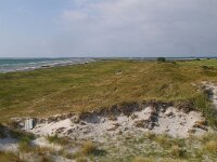 S, Skane lan, Vellinge, Falsterbo, Nabben 3, Saxifraga-Foto Fitis-Sytske Dijksen