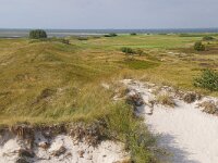 S, Skane lan, Vellinge, Falsterbo, Nabben 4, Saxifraga-Foto Fitis-Sytske Dijksen