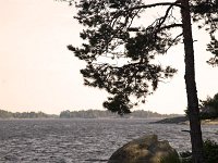 Oever van het Vanernmeer  Sunset with silhouetted tree along Lake Vanern, Säffle, Dalsland, Sweden : bank shore, color, colour, Europe European, horizontal, lake, Lake Vanern, nature natural, rock rocky, rural landscape, Saffle Dalsland, Scandinavia Scandinavian, summer, Sweden Swedish, water, silhouet silhouetted, sunset evening, tree, vertical