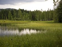 Ovre brocken, Torsby  Marshland along the lake Ovre Brocken near Torsby, Värmland, Sweden : color, colour, Europe European, horizontal, lake, marsh wetland, mountain, nature natural, Ovre Brocken, reed sedge, rural landscape, Scandinavia Scandinavian, summer, Sweden Swedish, Torsby Varmland, water, wood forest