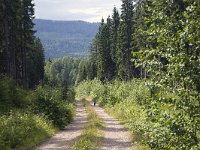 Bospad bij Torsby  Forest road near Torsby, Värmland, Sweden : color, colour, Europe European, horizontal, nature natural, pine forest, road path track, rural landscape, Scandinavia Scandinavian, summer, Sweden Swedish, tree, wood forest