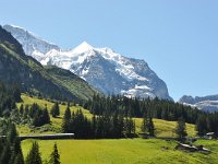 CH, Bern, Lauterbrunnen, near Wengen, Saxifraga-Tom Heijnen