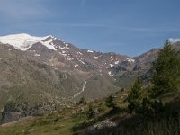 CH, Graubuenden, Val Muestair, Stilfserjoch 16, Saxifraga-Luuk Vermeer