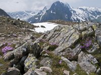 CH, Ticino, Airolo, Nufenenpas 1, Saxifraga-Luuk Vermeer