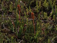 NL, Drenthe, Aa en Hunze, Anderens Diep 1, Saxifraga-Hans Boll