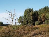 NL, Drenthe, Aa en Hunze, Balloerveld 1, Saxifraga-Hans Dekker