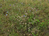 NL, Drenthe, Aa en Hunze, Balloerveld 2, Saxifraga-Hans Boll