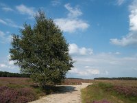 NL, Drenthe, Aa en Hunze, Balloerveld 2, Saxifraga-Hans Dekker