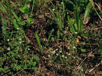 NL, Drenthe, Aa en Hunze, Balloerveld 3, Saxifraga-Hans Boll