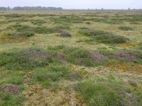 NL, Drenthe, Aa en Hunze, Balloerveld 3, Saxifraga-Tom Heijnen