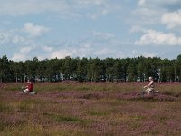 NL, Drenthe, Aa en Hunze, Balloerveld 4, Saxifraga-Hans Dekker