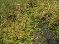 NL, Drenthe, Aa en Hunze, Balloerveld 5, Saxifraga-Hans Boll