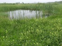 NL, Drenthe, Aa en Hunze, Balloerveld 5, Saxifraga-Tom Heijnen