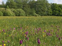 NL, Drenthe, Aa en Hunze, Burgvollen 2, Saxifraga-Hans Dekker